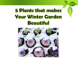 5 garden plants that will not Fall in Your Absence
