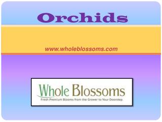 Wholesale Orchids - www.wholeblossoms.com