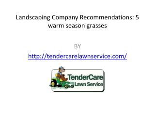 Landscaping Company Recommendations 5 warm season grasses