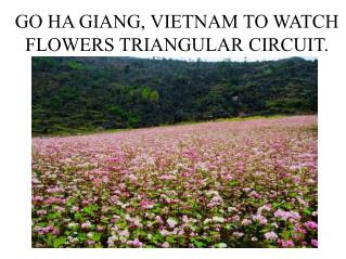 GO HA GIANG, VIETNAM TO WATCH FLOWERS TRIANGULAR CIRCUIT