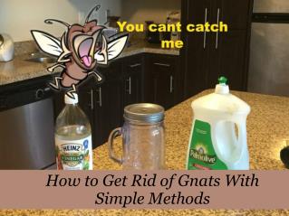 How to Get Rid of Gnats With Simple Methods