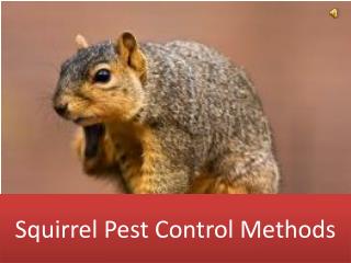 Squirrel Pest Control Methods