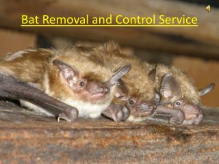 Bat Removal and Control Services