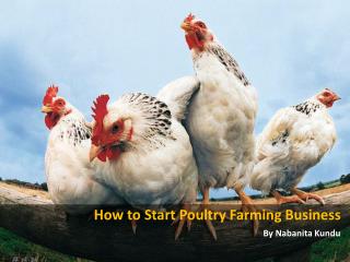 How to Grow a Poultry Farm Business for Profits
