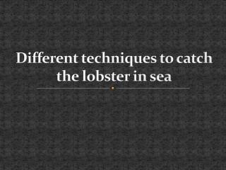 Different techniques to catch lobster in sea