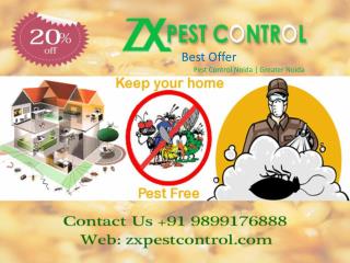 Affordable Cost Pest Control Noida Call 9899176888