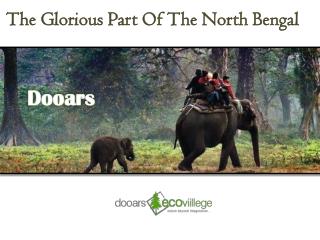 Experience Wildlife Adventure At Dooars