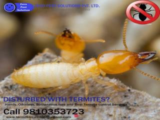 Get 10% off on termite pest control services. Call 9810353723 for free inspection.