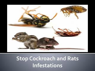 Stop Cockroach and Rats Infestations