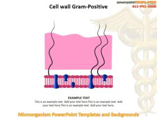 Microorganism PowerPoint Templates and Backgrounds