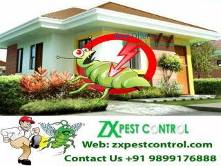 Are You Looking For The Pest Control Services? Call 9899176888