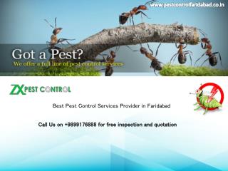 15 % OFF on Pest Control and Termite Treatment Services from Pest Control Faridabad|Call on 9899176888