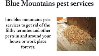 The ACE of all Termite control companies