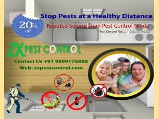 Reputed Service from Pest Control Noida- 9899176888
