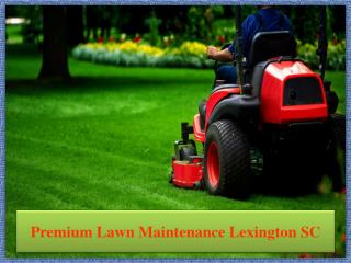 Premium Lawn Maintenance Lexington SC