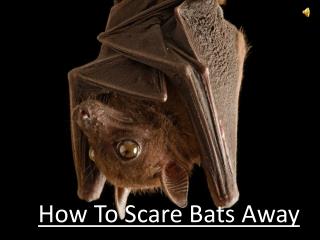 How To Scare Bats Away