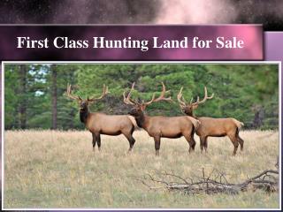 First Class Hunting Land for Sale