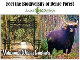Feel the Biodiversity of Dense Forest