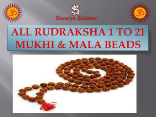 3 Mukhi Rudraksha