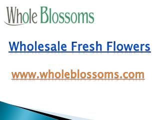 Wholesale Fresh Flowers - www.wholeblossoms.com