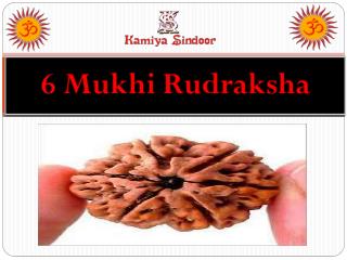 Certified 6 Mukhi Rudraksha