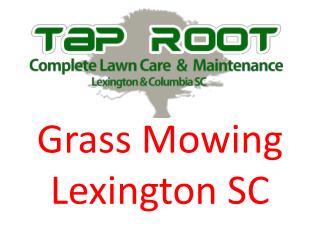 Professional Grass Mowing Lexington SC