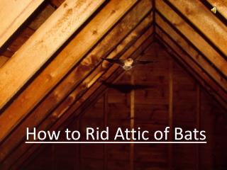 How To Rid Attic of Bats