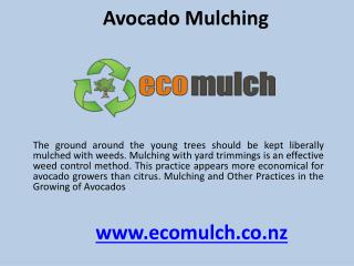 Avocado mulching