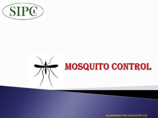 Mosquito | mosquito control bangalore | mosquito control