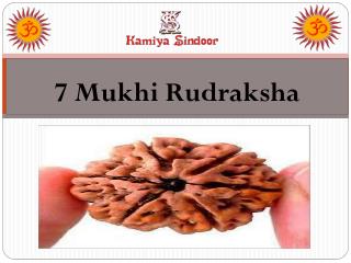 Certified 7 Mukhi Rudraksha