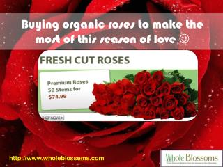 Wholesale Roses Online - www.wholeblossoms.com