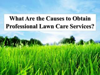 What Are the Causes to Obtain Professional Lawn Care Services?