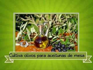 Cultiva olivos para aceitunas de mesa