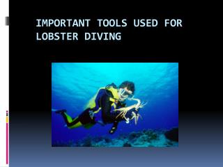 Important tools used for lobster diving