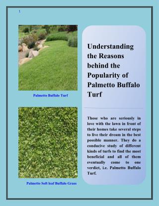 Understanding the Reasons behind the Popularity of Palmetto Buffalo Turf