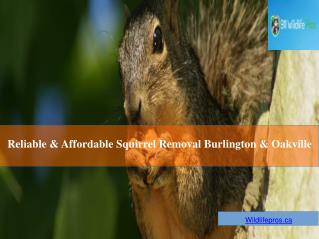 Reliable And Affordable Squirrel Removal Burlington & Oakville