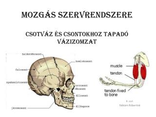 Mozgás szervrendszere CSOTVÁZ ÉS csontokhoz tapadó vázIZOMZAT