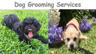 Dog Grooming Services