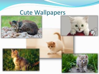 Cute Pets Wallpapers