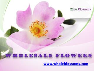 Wholesale Flowers - www.wholeblossoms.com