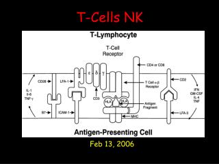 T-Cells NK