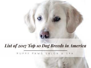 List Of 2017 Top 10 Dog Breeds In America
