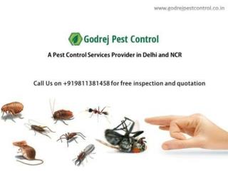 Seeking in Pest Control Noida Call Godrej