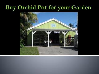 Buy variety of Orchid Pot for your Garden
