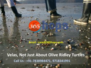 Velas, Not Just About Olive Ridley Turtles