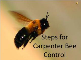 Steps for Carpenter Bee Control