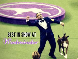 Best in Show at Westminster
