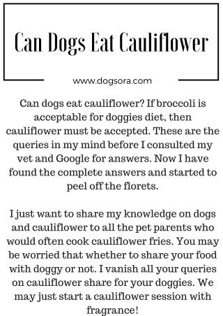 Can Dogs Eat Cauliflower