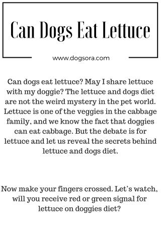 Can Dogs Eat Lettuce