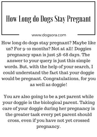 How Long do Dogs Get Pregnant